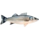 Wild Seabass - Lubina  Salvaje (Spain) - La despensa