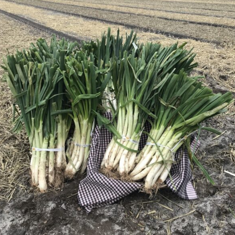 Fresh Calsots | Calsots de Temporada