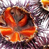 Sea Urchin Roes in Brine Serrats 50g Tin | Huevas de Erizo de Mar Serrats 50 g