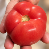 Fresh tomato with tomato flavour